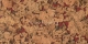 Monte Red
